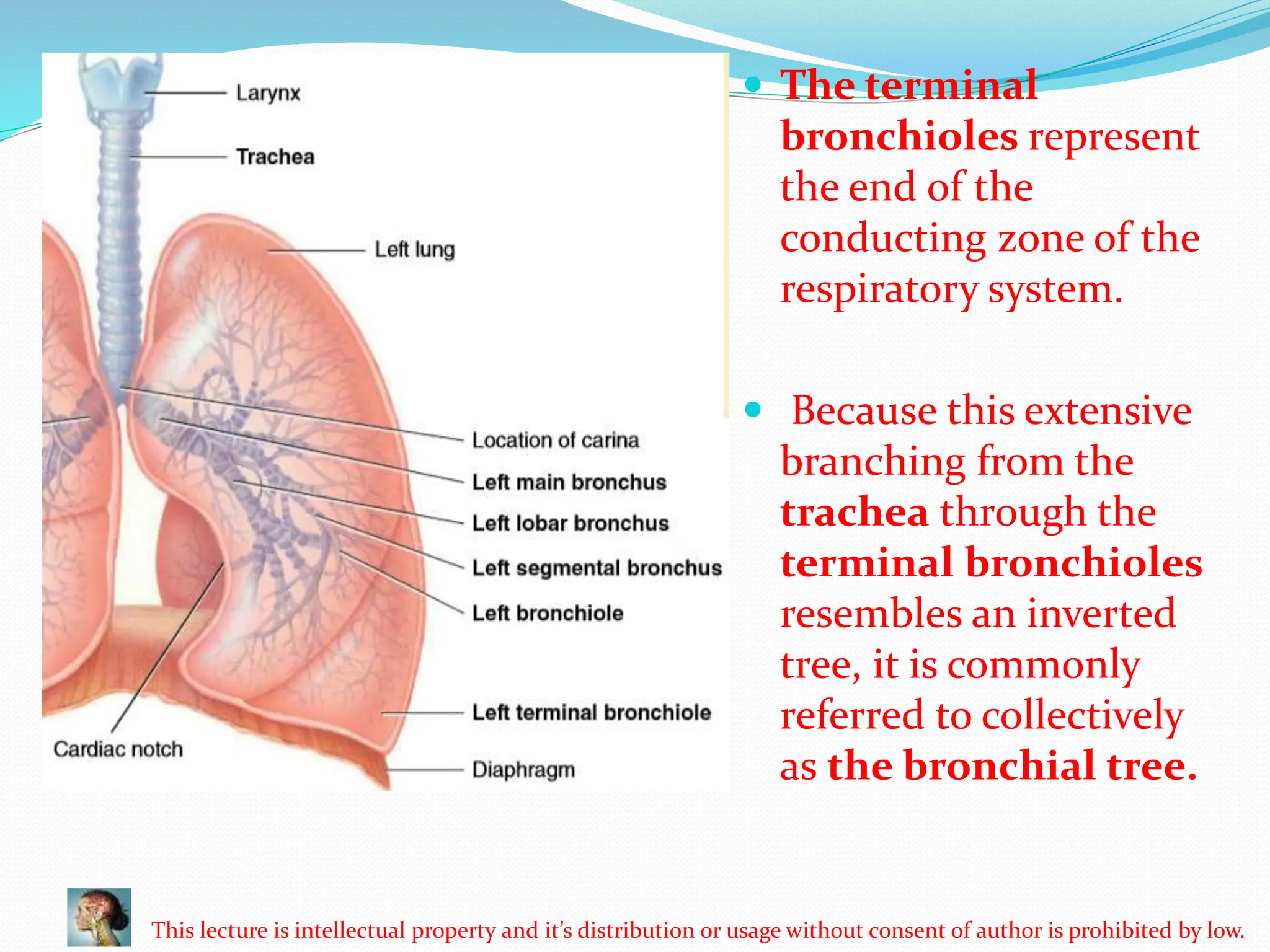 Anatomy of respiration system bronchioles | PPTX