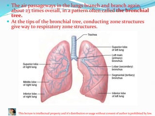 Anatomy of respiration system bronchioles | PPTX