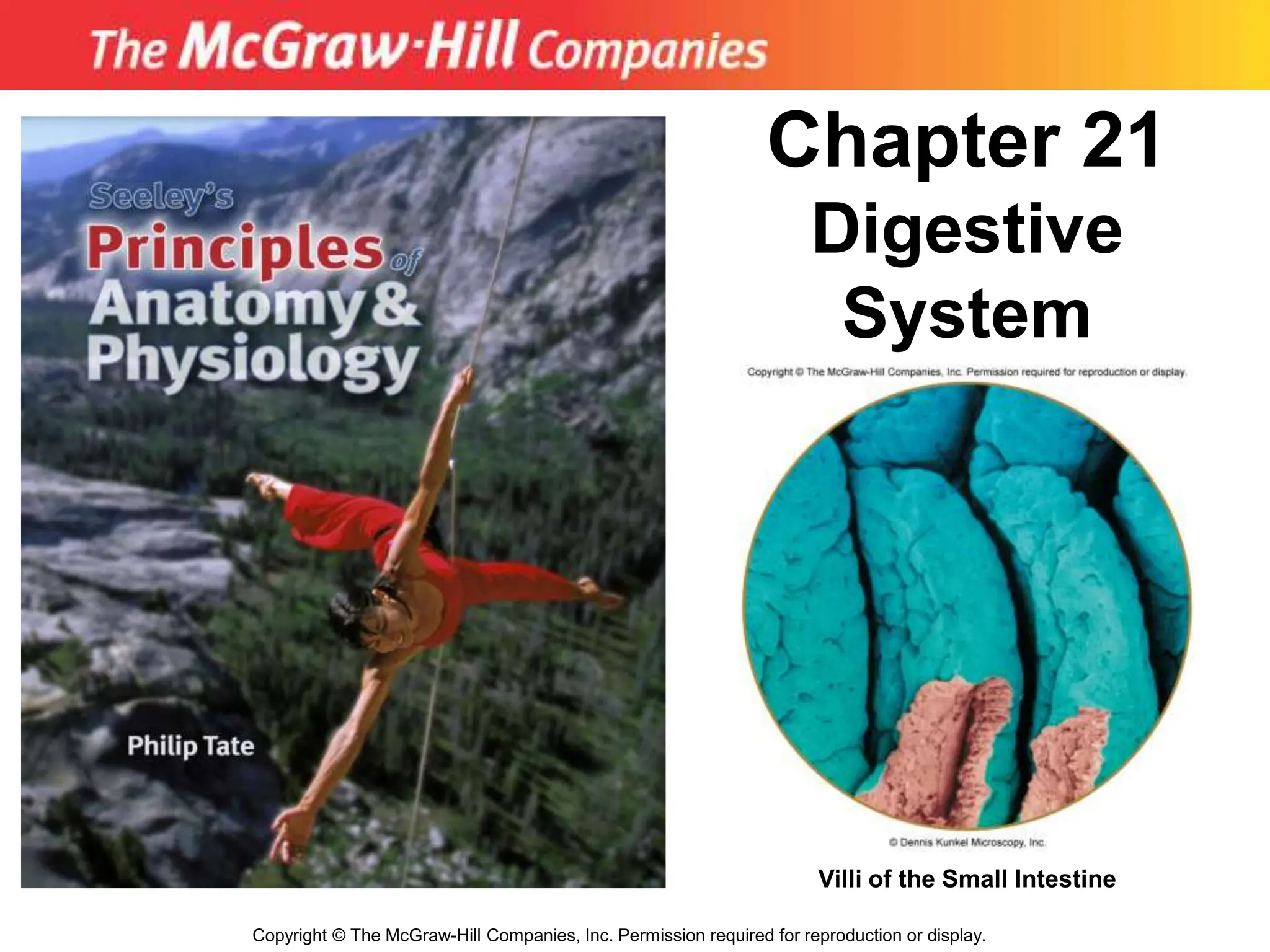 A Lecture Discussing the Digestive-System.ppt