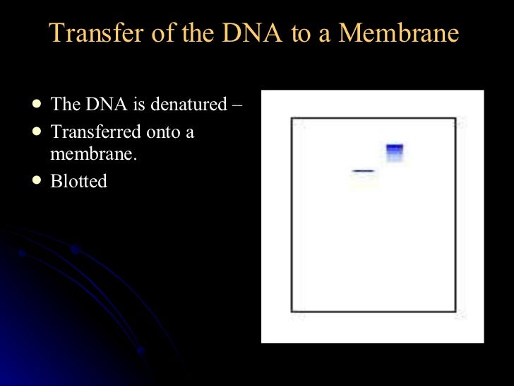 southern blot analysis southern blot analysis