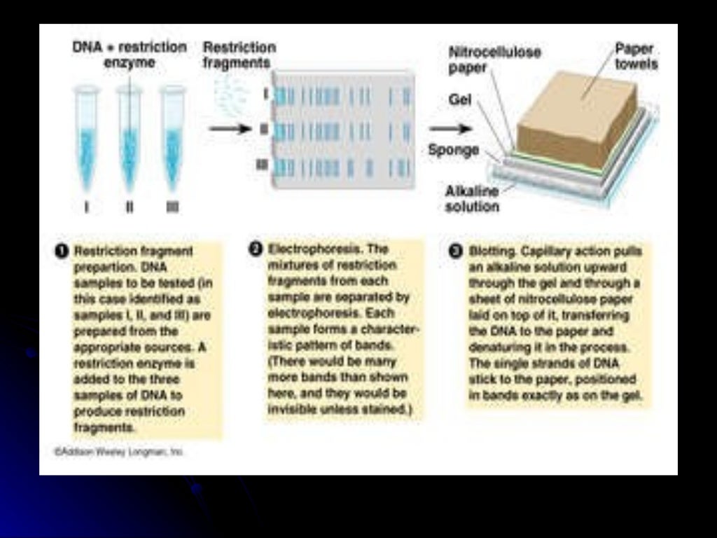 southern blot southern blot