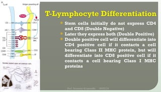  Stem cells initially do not express CD4
and CD8 (Double Negative)
 Later they express both (Double Positive)
 Double positive cell will differentiate into
CD4 positive cell if it contacts a cell
bearing Class II MHC protein, but will
differentiate into CD8 positive cell if it
contacts a cell bearing Class I MHC
proteins
09/02/24
Prof. Sreerama Krupanidhi
11
 