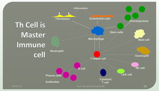 Macrophage
Fibroblasts Endothelial cells
Stem cells
Hematopoiesis
Mast cell
Eosinophil
NK cell
LAK cell
Cytotoxic
T cell
T helper cell
B cell
Plasma cells
Antibodies
Neutrophil
Inflammation
09/02/24 Prof. Sreerama Krupanidhi 18
 
