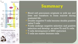 Blood cell precursors originate in yolk sac and
liver and transform to bone marrow during
postnatal life.
 Double negative T cells become double positive
naïve T cells
 T-cells undergo negative selection and positive
selection and develop as naïve Th and Tc cells.
 T cells development is MHC restricted.
 T cells are master Immune cells
09/02/24
Prof. Sreerama Krupanidhi
19
 