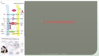 T- cell development
09/02/24
Prof. Sreerama Krupanidhi
2
 