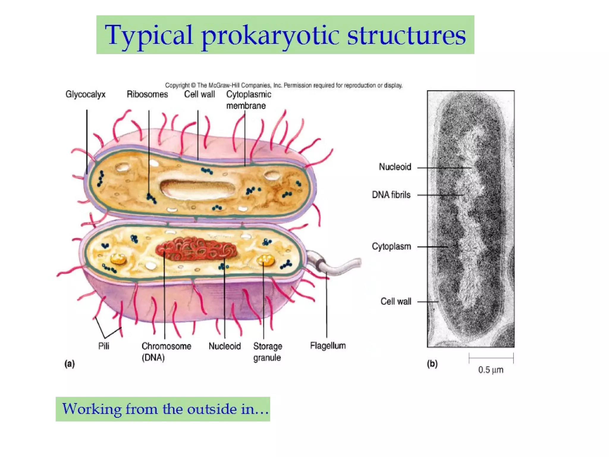 Lecture 1 bio