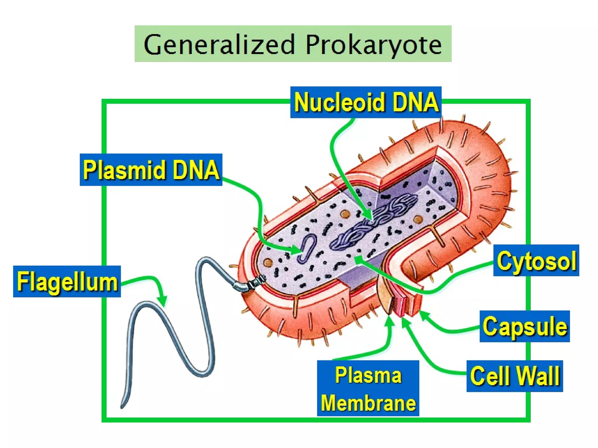 Lecture 1 bio