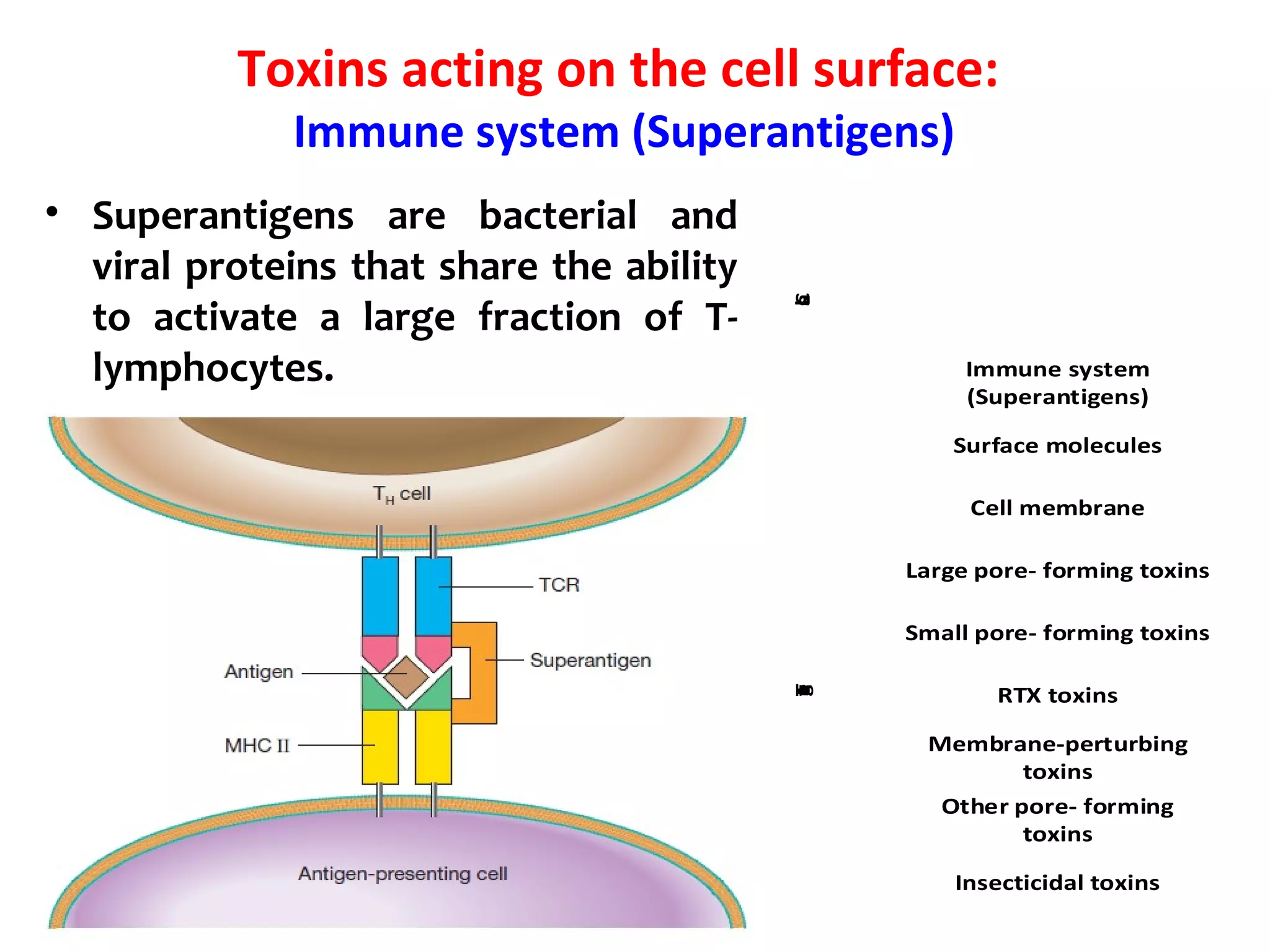 Toxins acting on the cell surface:
Immune system (Superantigens)
• Superantigens are bacterial and
viral proteins that share the ability
to activate a large fraction of T-
lymphocytes.
Acting on the
cell surface
Immune system
(Superantigens)
ClassTarget
Surface molecules
Cell membrane
Large pore- forming toxins
Small pore- forming toxins
Insecticidal toxins
Membrane-perturbing
toxins
Other pore- forming
toxins
RTX toxins
 