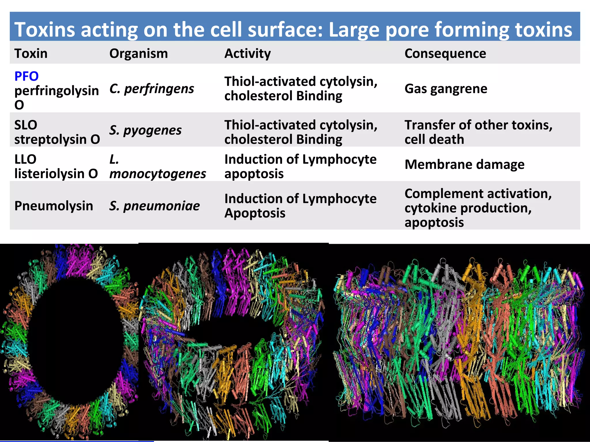 Toxins acting on the cell surface: Large pore forming toxins
Toxin Organism Activity Consequence
PFO
perfringolysin
O
C. perfringens Thiol-activated cytolysin,
cholesterol Binding Gas gangrene
SLO
streptolysin O
S. pyogenes Thiol-activated cytolysin,
cholesterol Binding
Transfer of other toxins,
cell death
LLO
listeriolysin O
L.
monocytogenes
Induction of Lymphocyte
apoptosis
Membrane damage
Pneumolysin S. pneumoniae Induction of Lymphocyte
Apoptosis
Complement activation,
cytokine production,
apoptosis
 