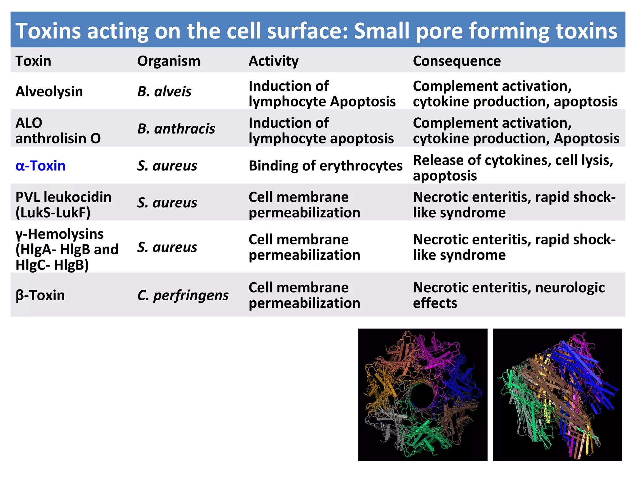 Toxins acting on the cell surface: Small pore forming toxins
Toxin Organism Activity Consequence
Alveolysin B. alveis Induction of
lymphocyte Apoptosis
Complement activation,
cytokine production, apoptosis
ALO
anthrolisin O
B. anthracis Induction of
lymphocyte apoptosis
Complement activation,
cytokine production, Apoptosis
α-Toxin S. aureus Binding of erythrocytes Release of cytokines, cell lysis,
apoptosis
PVL leukocidin
(LukS-LukF)
S. aureus Cell membrane
permeabilization
Necrotic enteritis, rapid shock-
like syndrome
γ-Hemolysins
(HlgA- HlgB and
HlgC- HlgB)
S. aureus Cell membrane
permeabilization
Necrotic enteritis, rapid shock-
like syndrome
β-Toxin C. perfringens Cell membrane
permeabilization
Necrotic enteritis, neurologic
effects
 