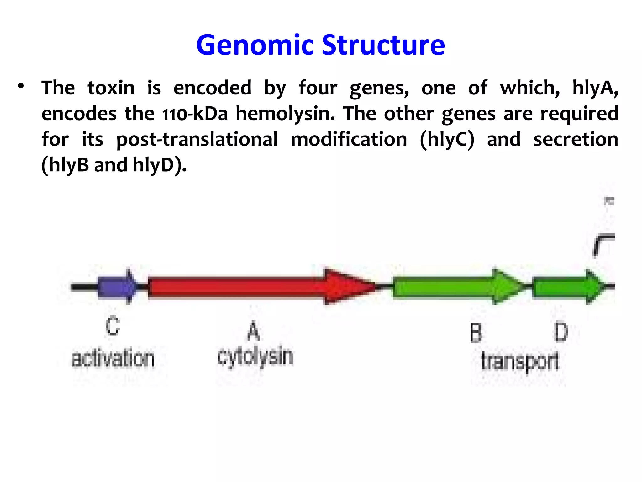 Genomic Structure
• The toxin is encoded by four genes, one of which, hlyA,
encodes the 110-kDa hemolysin. The other genes are required
for its post-translational modification (hlyC) and secretion
(hlyB and hlyD).
 
