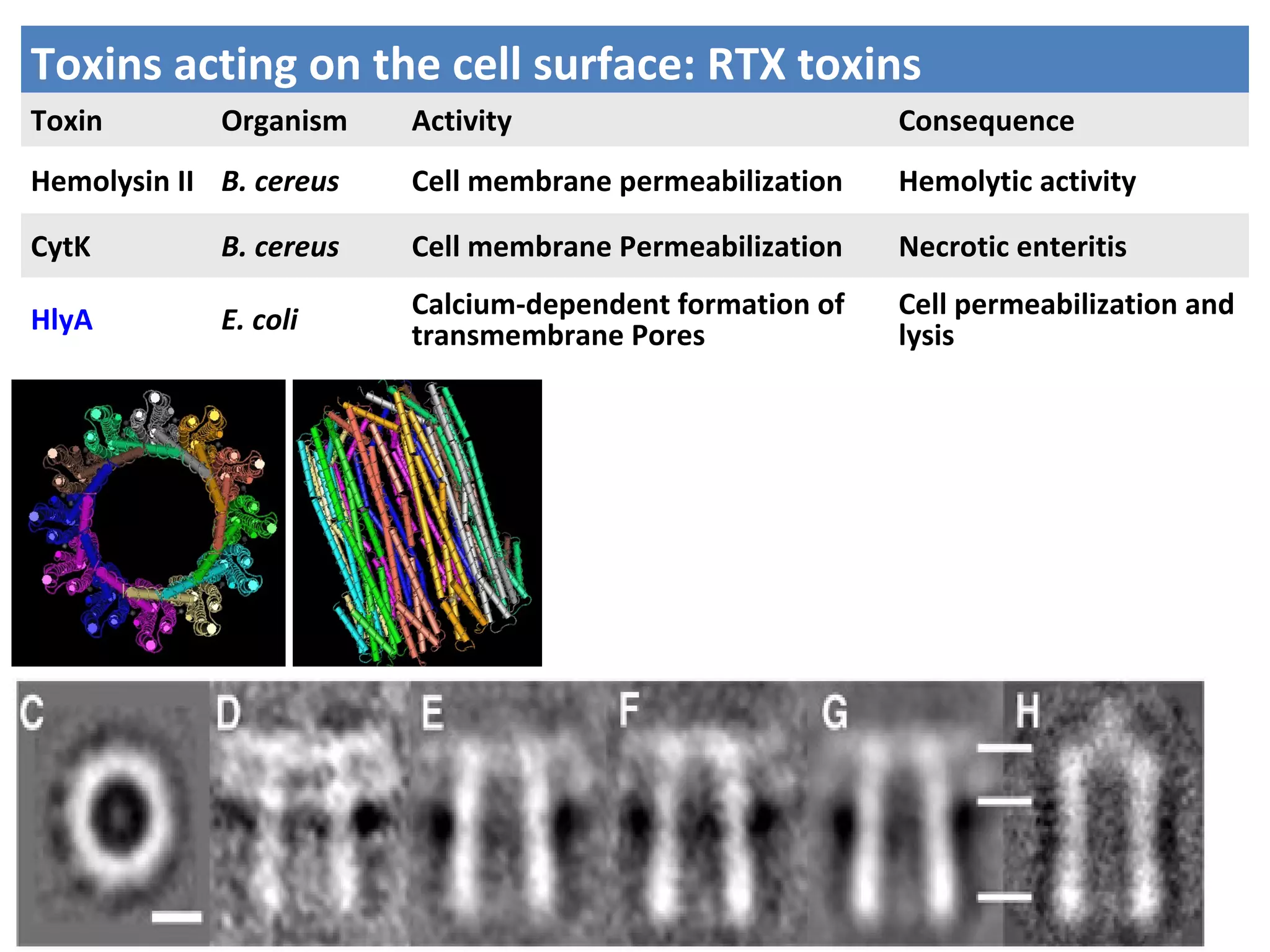 Toxins acting on the cell surface: RTX toxins
Toxin Organism Activity Consequence
Hemolysin II B. cereus Cell membrane permeabilization Hemolytic activity
CytK B. cereus Cell membrane Permeabilization Necrotic enteritis
HlyA E. coli Calcium-dependent formation of
transmembrane Pores
Cell permeabilization and
lysis
 