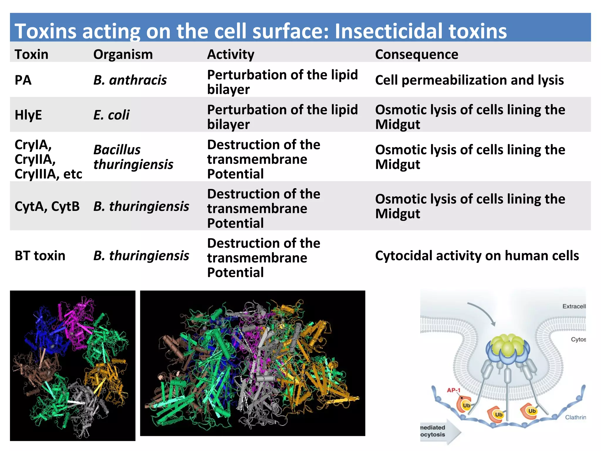 Toxins acting on the cell surface: Insecticidal toxins
Toxin Organism Activity Consequence
PA B. anthracis Perturbation of the lipid
bilayer
Cell permeabilization and lysis
HlyE E. coli Perturbation of the lipid
bilayer
Osmotic lysis of cells lining the
Midgut
CryIA,
CryIIA,
CryIIIA, etc
Bacillus
thuringiensis
Destruction of the
transmembrane
Potential
Osmotic lysis of cells lining the
Midgut
CytA, CytB B. thuringiensis
Destruction of the
transmembrane
Potential
Osmotic lysis of cells lining the
Midgut
BT toxin B. thuringiensis
Destruction of the
transmembrane
Potential
Cytocidal activity on human cells
 