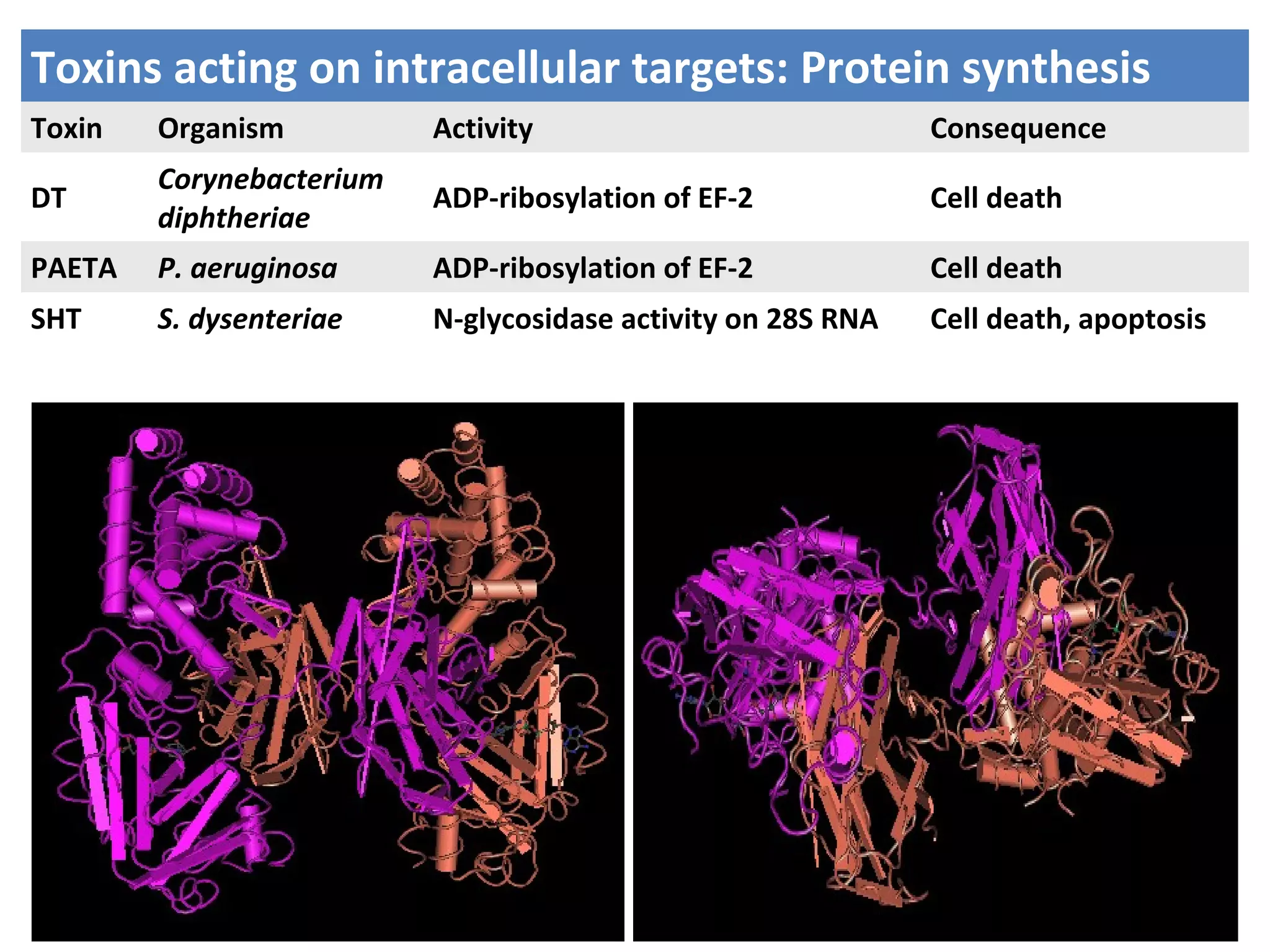 Toxins acting on intracellular targets:
Protein synthesis
Toxins acting on intracellular targets: Protein synthesis
Toxin Organism Activity Consequence
DT
Corynebacterium
diphtheriae
ADP-ribosylation of EF-2 Cell death
PAETA P. aeruginosa ADP-ribosylation of EF-2 Cell death
SHT S. dysenteriae N-glycosidase activity on 28S RNA Cell death, apoptosis
 
