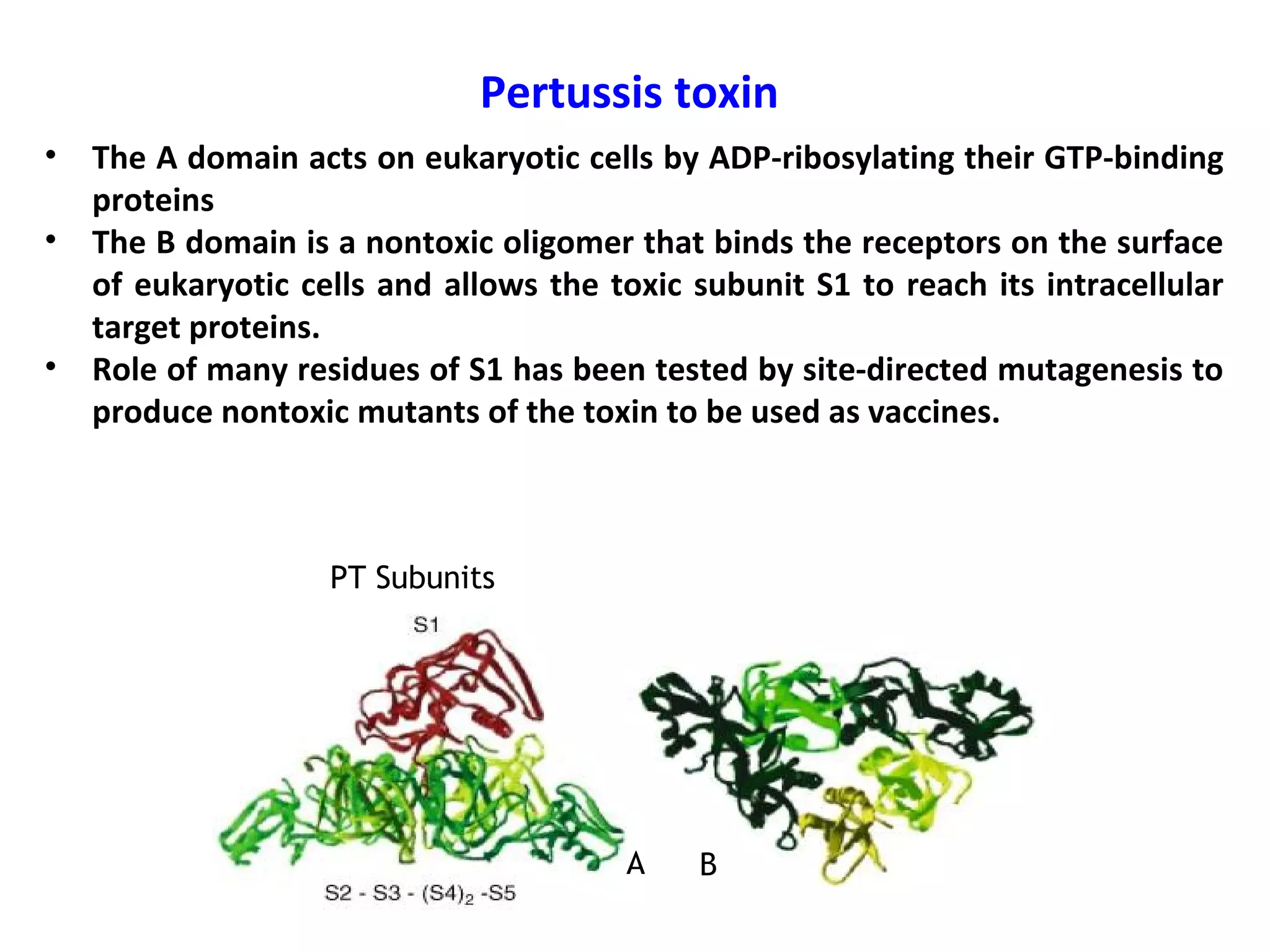 Pertussis toxin
• The A domain acts on eukaryotic cells by ADP-ribosylating their GTP-binding
proteins
• The B domain is a nontoxic oligomer that binds the receptors on the surface
of eukaryotic cells and allows the toxic subunit S1 to reach its intracellular
target proteins.
• Role of many residues of S1 has been tested by site-directed mutagenesis to
produce nontoxic mutants of the toxin to be used as vaccines.
PT Subunits
A B
 