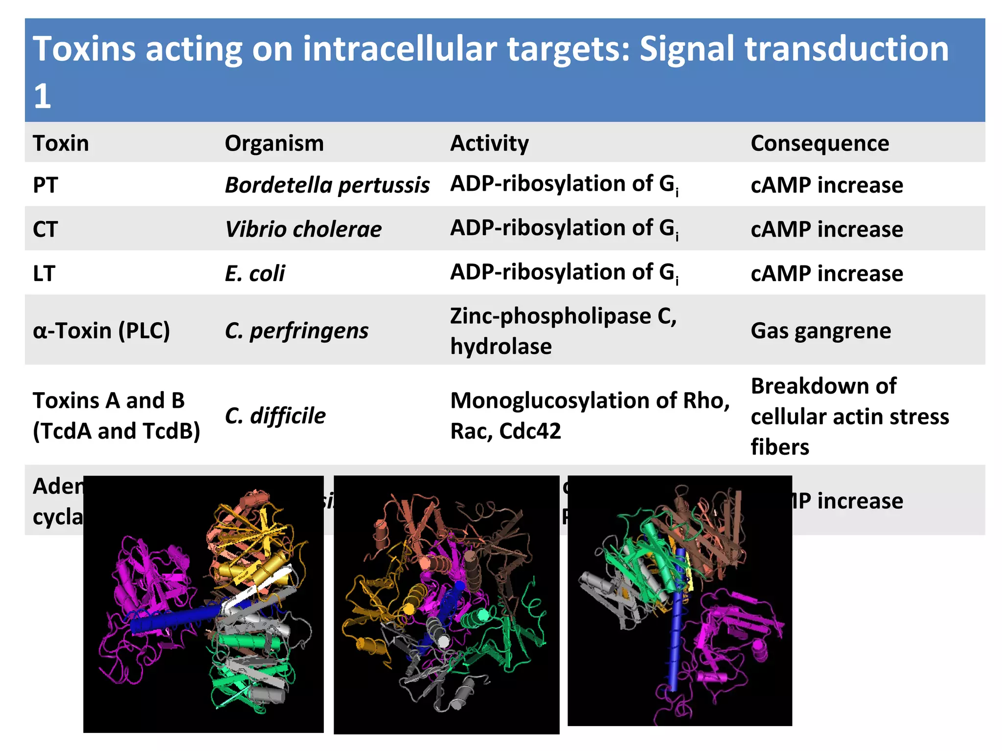 Toxins acting on intracellular targets: Signal transduction
1
Toxin Organism Activity Consequence
PT Bordetella pertussis ADP-ribosylation of Gi cAMP increase
CT Vibrio cholerae ADP-ribosylation of Gi cAMP increase
LT E. coli ADP-ribosylation of Gi cAMP increase
α-Toxin (PLC) C. perfringens
Zinc-phospholipase C,
hydrolase
Gas gangrene
Toxins A and B
(TcdA and TcdB)
C. difficile
Monoglucosylation of Rho,
Rac, Cdc42
Breakdown of
cellular actin stress
fibers
Adenylate
cyclase (CyaA)
B. pertussis
Binding to calmodulin
ATP→cAMP conversion
cAMP increase
 