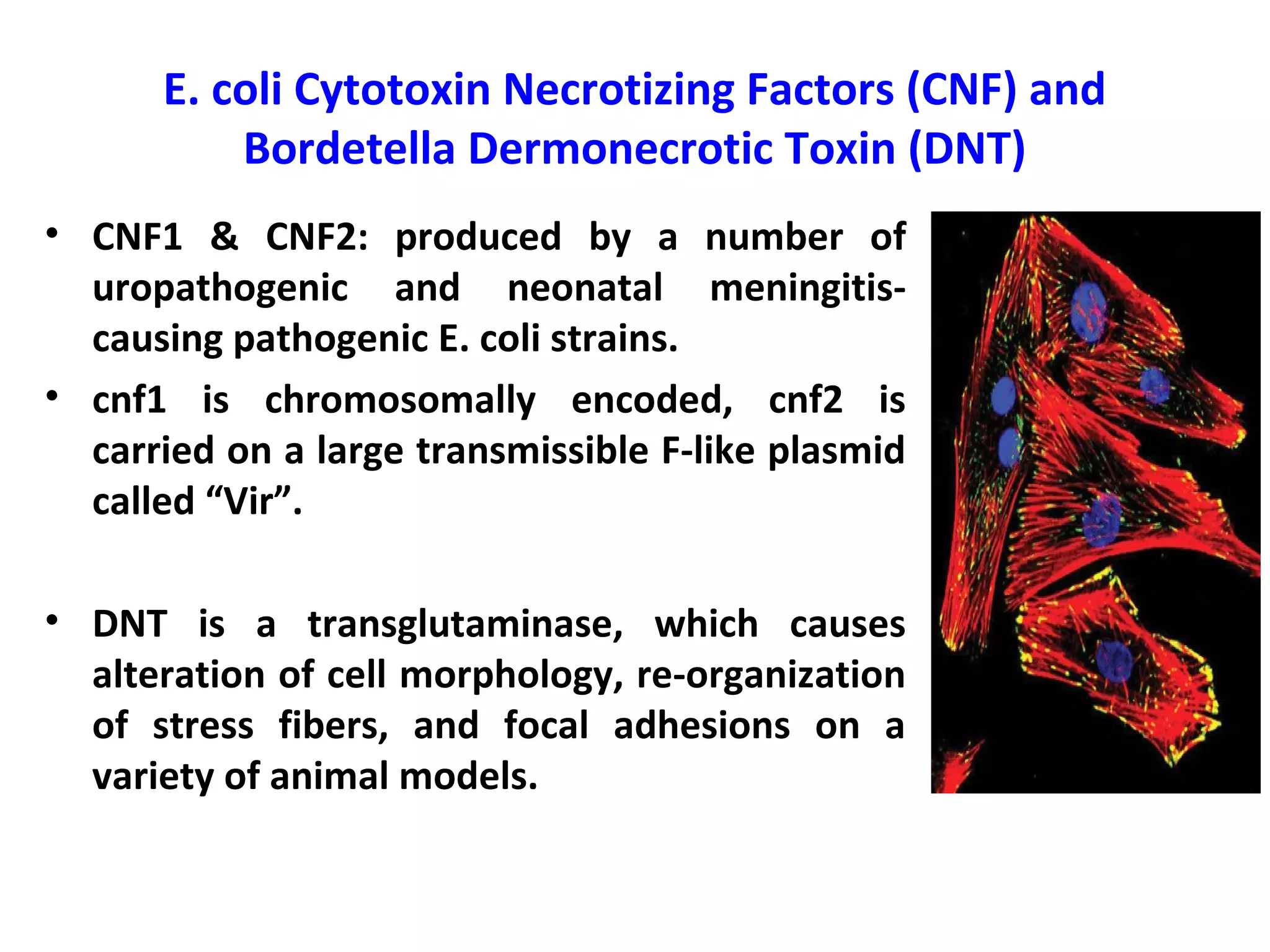 E. coli Cytotoxin Necrotizing Factors (CNF) and
Bordetella Dermonecrotic Toxin (DNT)
• CNF1 & CNF2: produced by a number of
uropathogenic and neonatal meningitis-
causing pathogenic E. coli strains.
• cnf1 is chromosomally encoded, cnf2 is
carried on a large transmissible F-like plasmid
called “Vir”.
• DNT is a transglutaminase, which causes
alteration of cell morphology, re-organization
of stress fibers, and focal adhesions on a
variety of animal models.
 