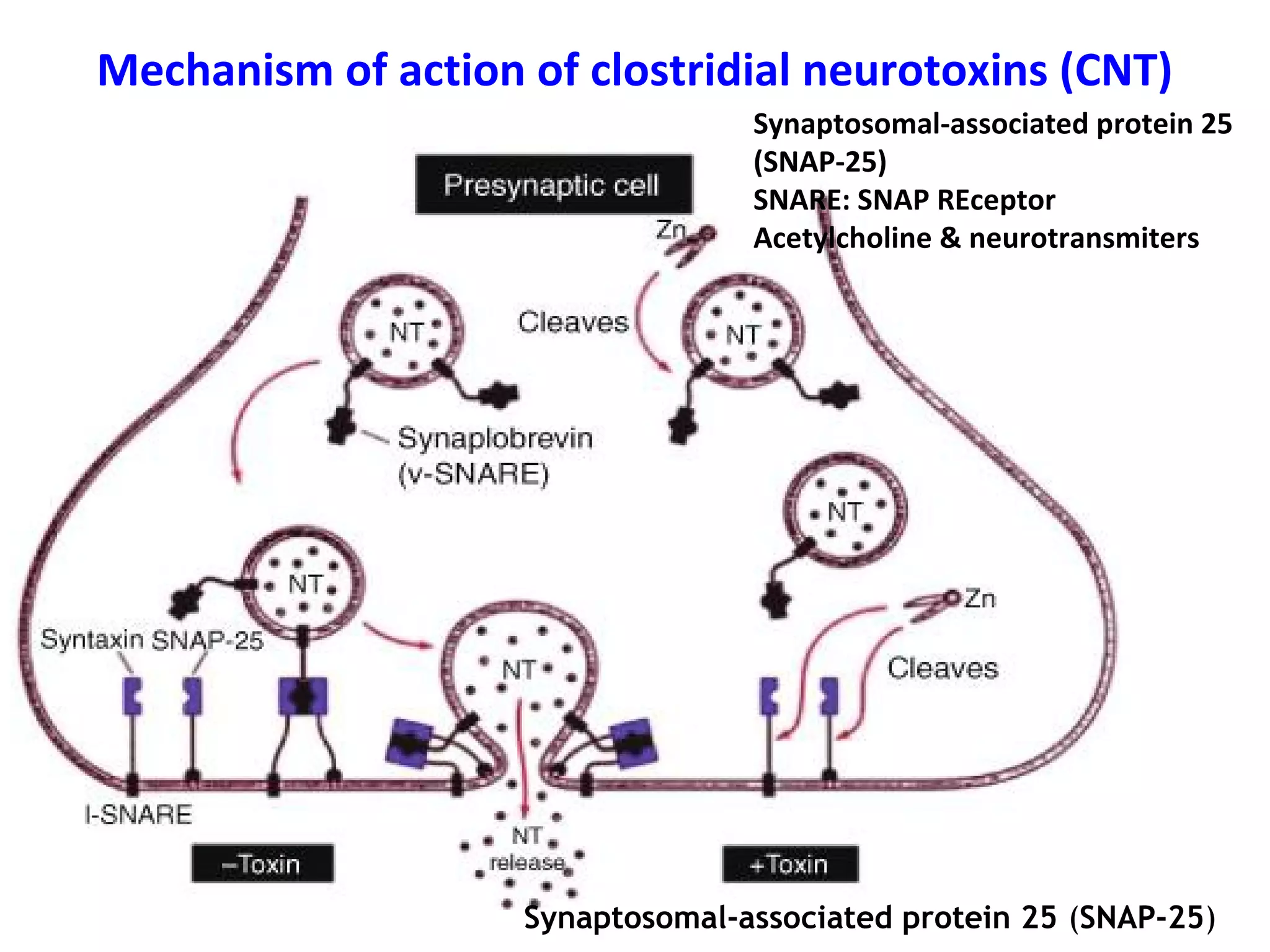 Mechanism of action of clostridial neurotoxins (CNT)
Synaptosomal-associated protein 25 (SNAP-25)
Synaptosomal-associated protein 25
(SNAP-25)
SNARE: SNAP REceptor
Acetylcholine & neurotransmiters
 