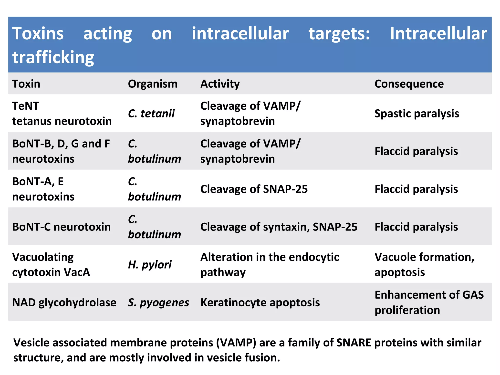 Toxins acting on intracellular targets: Intracellular
trafficking
Toxin Organism Activity Consequence
TeNT
tetanus neurotoxin
C. tetanii
Cleavage of VAMP/
synaptobrevin
Spastic paralysis
BoNT-B, D, G and F
neurotoxins
C.
botulinum
Cleavage of VAMP/
synaptobrevin
Flaccid paralysis
BoNT-A, E
neurotoxins
C.
botulinum
Cleavage of SNAP-25 Flaccid paralysis
BoNT-C neurotoxin
C.
botulinum
Cleavage of syntaxin, SNAP-25 Flaccid paralysis
Vacuolating
cytotoxin VacA
H. pylori
Alteration in the endocytic
pathway
Vacuole formation,
apoptosis
NAD glycohydrolase S. pyogenes Keratinocyte apoptosis
Enhancement of GAS
proliferation
Vesicle associated membrane proteins (VAMP) are a family of SNARE proteins with similar
structure, and are mostly involved in vesicle fusion.
 