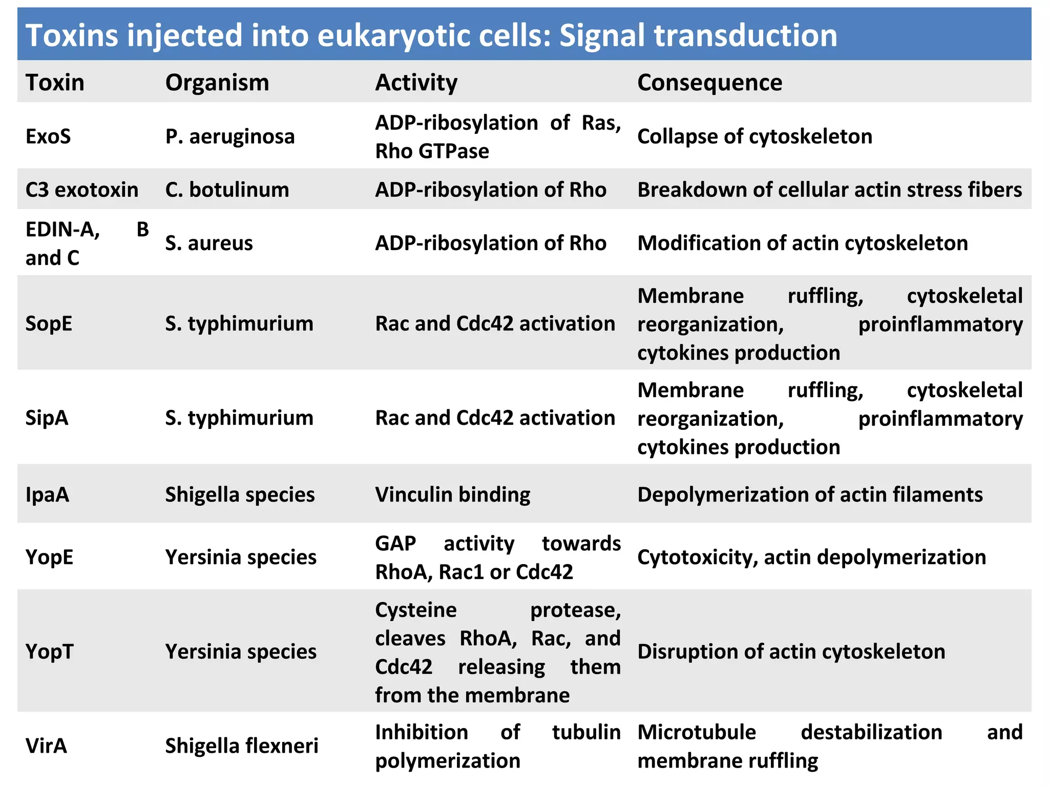 Toxins injected into eukaryotic cells: Signal transduction
Toxin Organism Activity Consequence
ExoS P. aeruginosa
ADP-ribosylation of Ras,
Rho GTPase
Collapse of cytoskeleton
C3 exotoxin C. botulinum ADP-ribosylation of Rho Breakdown of cellular actin stress fibers
EDIN-A, B
and C
S. aureus ADP-ribosylation of Rho Modification of actin cytoskeleton
SopE S. typhimurium Rac and Cdc42 activation
Membrane ruffling, cytoskeletal
reorganization, proinflammatory
cytokines production
SipA S. typhimurium Rac and Cdc42 activation
Membrane ruffling, cytoskeletal
reorganization, proinflammatory
cytokines production
IpaA Shigella species Vinculin binding Depolymerization of actin filaments
YopE Yersinia species
GAP activity towards
RhoA, Rac1 or Cdc42
Cytotoxicity, actin depolymerization
YopT Yersinia species
Cysteine protease,
cleaves RhoA, Rac, and
Cdc42 releasing them
from the membrane
Disruption of actin cytoskeleton
VirA Shigella flexneri
Inhibition of tubulin
polymerization
Microtubule destabilization and
membrane ruffling
 