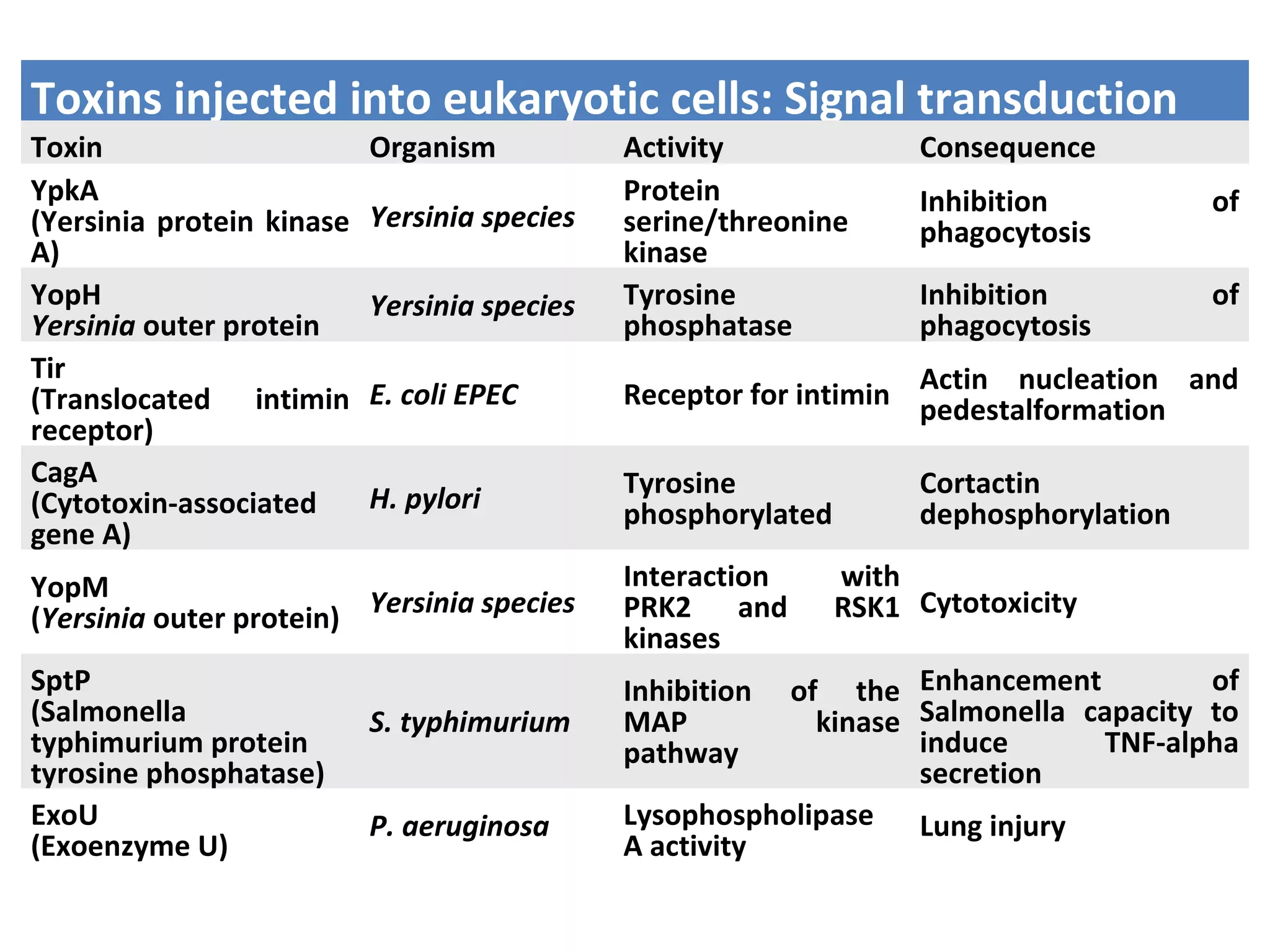Toxins injected into eukaryotic cells: Signal transduction
Toxin Organism Activity Consequence
YpkA
(Yersinia protein kinase
A)
Yersinia species
Protein
serine/threonine
kinase
Inhibition of
phagocytosis
YopH
Yersinia outer protein
Yersinia species Tyrosine
phosphatase
Inhibition of
phagocytosis
Tir
(Translocated intimin
receptor)
E. coli EPEC Receptor for intimin Actin nucleation and
pedestalformation
CagA
(Cytotoxin-associated
gene A)
H. pylori Tyrosine
phosphorylated
Cortactin
dephosphorylation
YopM
(Yersinia outer protein) Yersinia species
Interaction with
PRK2 and RSK1
kinases
Cytotoxicity
SptP
(Salmonella
typhimurium protein
tyrosine phosphatase)
S. typhimurium
Inhibition of the
MAP kinase
pathway
Enhancement of
Salmonella capacity to
induce TNF-alpha
secretion
ExoU
(Exoenzyme U)
P. aeruginosa Lysophospholipase
A activity
Lung injury
 