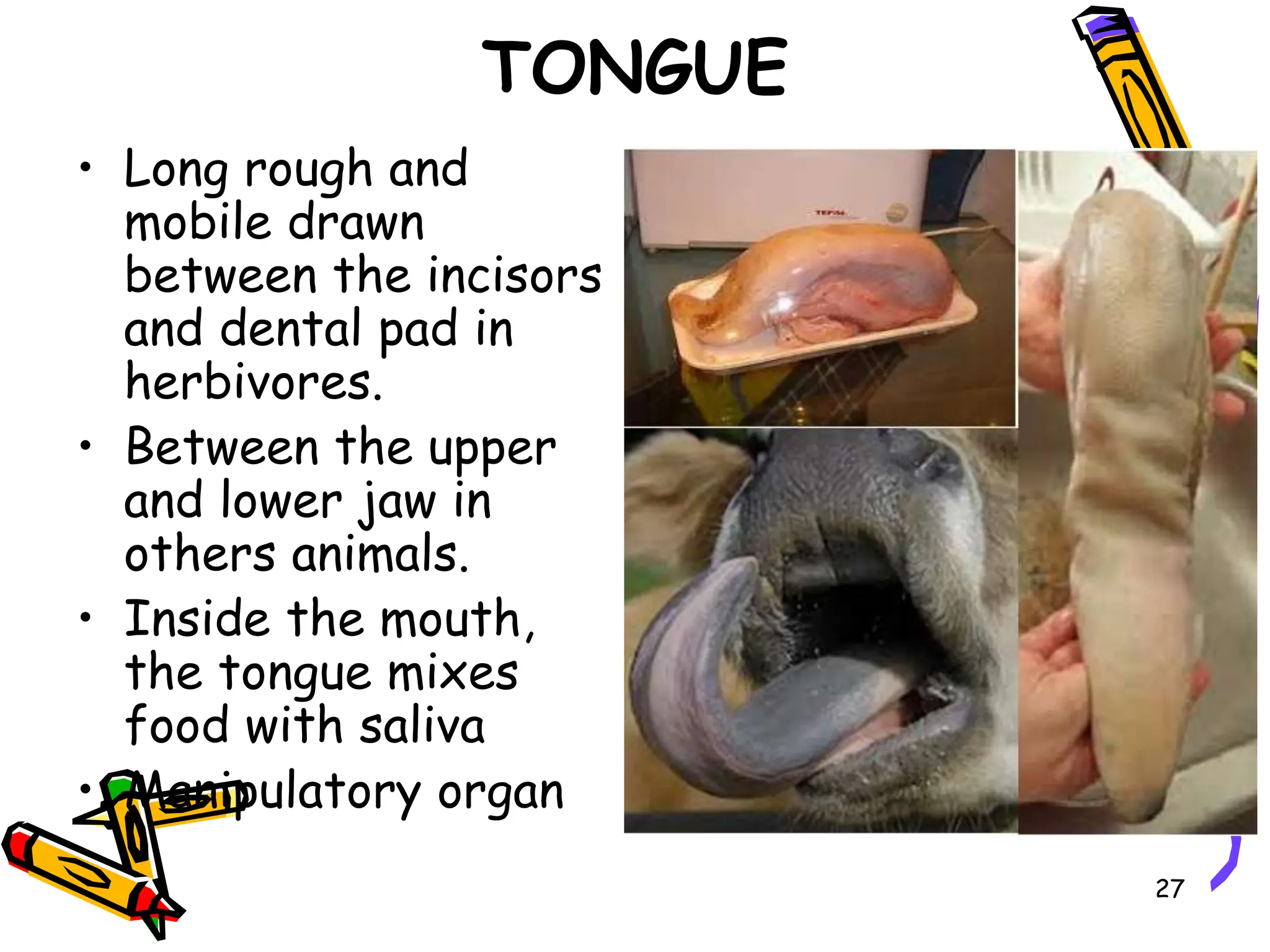 LECTURE-1 Digestion.ppt