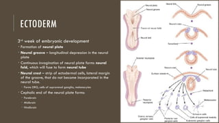 LECTURE-1_Fundamental Structural and Functional Organization of the ...