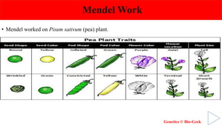 Mendel Work
• Mendel worked on Pisum sativum (pea) plant.
Genetics © Bio-Geek
 