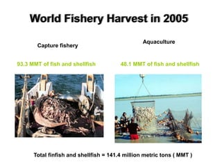 World Fishery Harvest in 2005
Capture fishery
Aquaculture
Total finfish and shellfish = 141.4 million metric tons ( MMT )
48.1 MMT of fish and shellfish
93.3 MMT of fish and shellfish
 