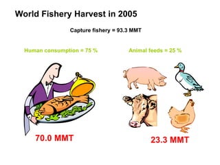 World Fishery Harvest in 2005
Capture fishery = 93.3 MMT
Human consumption = 75 % Animal feeds = 25 %
70.0 MMT 23.3 MMT
 