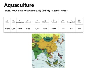 World Food Fish Aquaculture, by country in 2004 ( MMT )
10.
Chile
Aquaculture
3.
Philippines
1.
China
2.
India
4.
Indonesia
5.
Japan
6.
Viet Nam
7.
Thailand
8.
Korea
9.
Bangladesh
41,330 2,472 1,717 1,469 1,261 1,229 1,173 953 915 695
 
