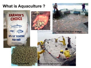 What is Aquaculture ?
Fish feed pellets
Young fish
Fish harvest from a cage
Harvesting fish from a pond
 