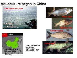 Aquaculture began in China
Grass carp
Common carp
Bighead carp
Silver carp
70 % of world
aquaculture
harvest
Carp harvest in
2004 was
13,853,031 MT
Fish ponds in China
 