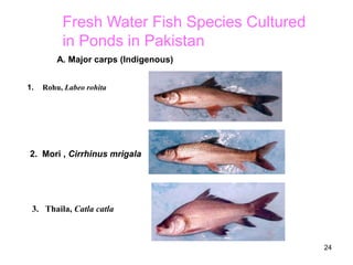 24
1. Rohu, Labeo rohita
3. Thaila, Catla catla
2. Mori , Cirrhinus mrigala
Fresh Water Fish Species Cultured
in Ponds in Pakistan
A. Major carps (Indigenous)
 