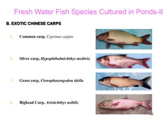 25
1. Common carp, Cyprinus carpio
2. Silver carp, Hypophthalmichthys molitrix
3. Grass carp, Ctenopharyngodon idella
4. Bighead Carp, Aristichthys nobilis
B. EXOTIC CHINESE CARPS
Fresh Water Fish Species Cultured in Ponds-II
 