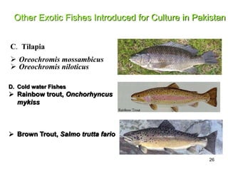 26
C. Tilapia
 Oreochromis mossambicus
 Oreochromis niloticus
D. Cold water Fishes
 Rainbow trout, Onchorhyncus
mykiss
 Brown Trout, Salmo trutta fario
Other Exotic Fishes Introduced for Culture in Pakistan
 