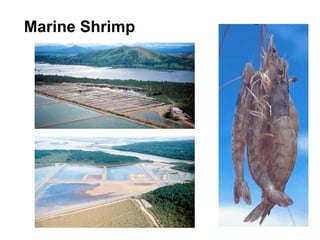 Marine Shrimp
 