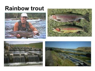 Rainbow trout
 