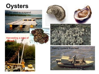 Oysters
Rafts used to suspend
oysters in baskets
Harvesting a rope of
oysters
Oyster bed on estuary floor
Raking oysters from bed
 