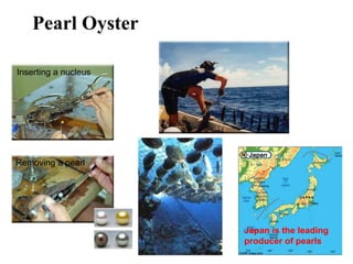 Pearl Oyster
Japan is the leading
producer of pearls
Inserting a nucleus
Removing a pearl
 