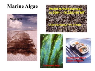 Marine Algae World farmed harvest
in 2004 – 16,225,410 MT
China harvested 71% of total
Algae farm
Cultivated kelp
Sushi with black
algae wrapper
 