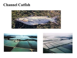 Channel Catfish
 