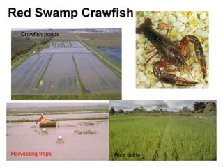 Red Swamp Crawfish
Crawfish ponds
Harvesting traps Rice fields
 