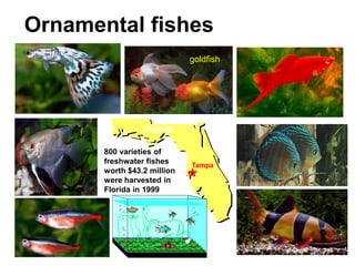 Ornamental fishes
Florida
Tampa
800 varieties of
freshwater fishes
worth $43.2 million
were harvested in
Florida in 1999
goldfish
 