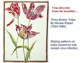 Virus diversity:
From the beautiful….
Three Broken Tulips
By Nicolas Robert
(1624-1685)
Striping patterns on
tulips caused by tulip
mosaic virus infection.
 