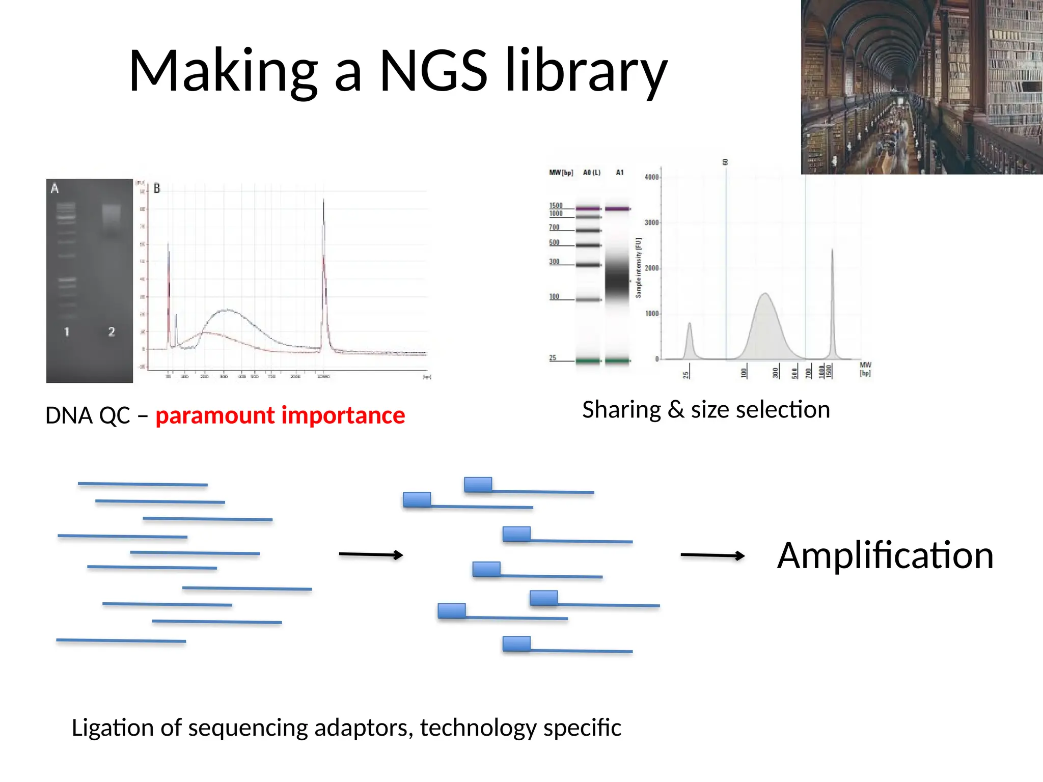 Making a NGS library
DNA QC – paramount importance Sharing & size selection
Ligation of sequencing adaptors, technology specific
Amplification
 