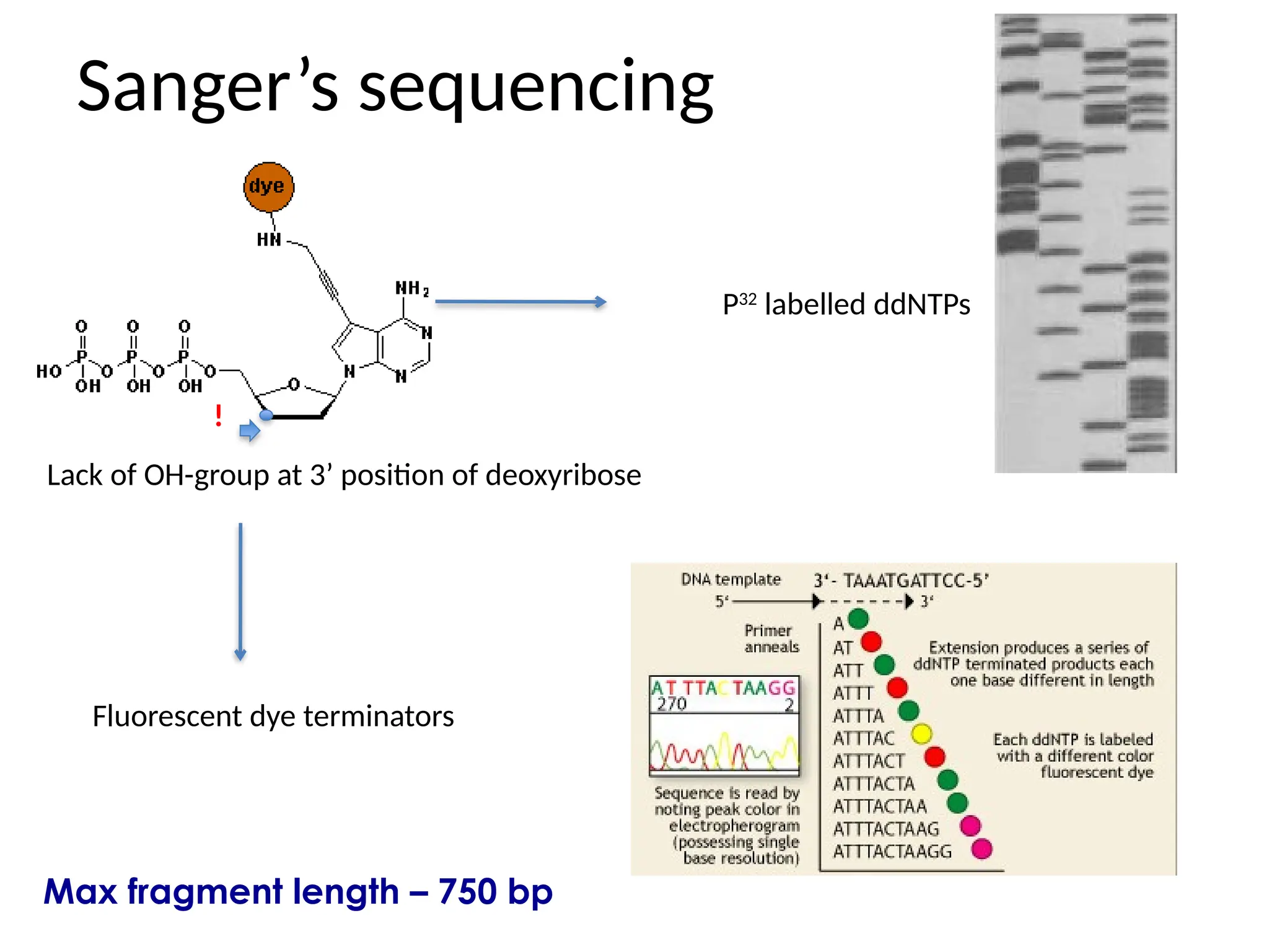 Sanger’s sequencing
Lack of OH-group at 3’ position of deoxyribose
!
Fluorescent dye terminators
P32
labelled ddNTPs
Max fragment length – 750 bp
 