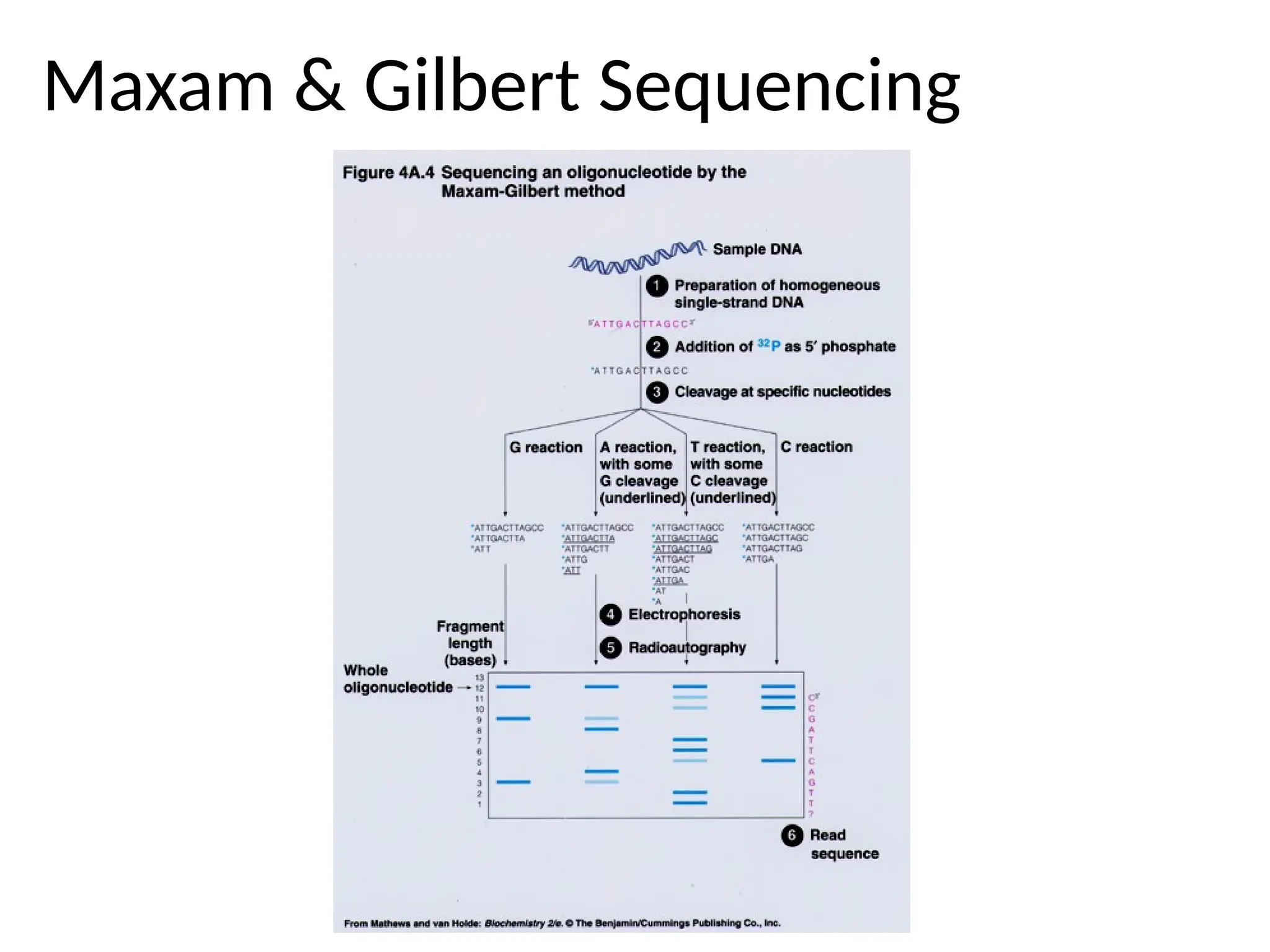 Maxam & Gilbert Sequencing
 