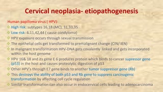 Cervical neoplasia- etiopathogenesis
Human papilloma virus ( HPV):
v High risk: subtypes 16,18 (MC), 31,33,35
v Low risk: 6,11,42,44 ( cause condyloma)
v HPV exposure occurs through sexual transmission
v The epithelial cells get transformed to premalignant change (CIN/ IEN)
v In malignant transformation HPV-DNA gets covalently linked and gets incorporated
within the host genome
v HPV 16& 18 and its gene E 6 produces protein which binds to cancer supressor gene
(p53) in the host and causes proteolytic digestion of p53
v Other HPV’s through E7 gene binds to another tumor suppressor gene (Rb)
v This destroys the ability of both p53 and Rb gene to suppress carcinogenic
transformation by affecting cell cycle regulation
v Similar transformation can also occur in endocervical cells leading to adenocarcinoma
 