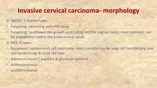 Invasive cervical carcinoma- morphology
►GROSS: 3 distinct types:
§ Fungating, ulcerating and infiltrating
§ Fungating: cauliflower like growth protruding into the vaginal cavity; most common; can
be endophytic ( within the endocervical canal)
►M/E: 4 types
§ Squamous ( epidermoid) cell carcinoma- most common can be large cell (keratinizing and
non keratinizing) & small cell type
§ Adenocarcinoma ( papillary & glandular pattern)
§ Adenosquamous
§ undifferentiated
 